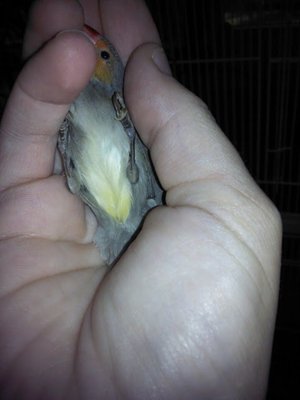 20110130 sex my bird 1.jpg