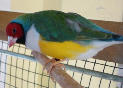 His mother his VDM3b (see &quot;Seagreen gouldian&quot; topics) and his father the tangerine Head Blue bar white breast BG/BB(see &quot;Blue bar breast&quot; topic)