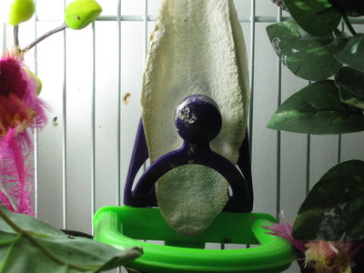 cuttlebone holder 001.JPG