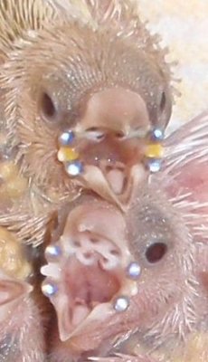 nodules2.jpg