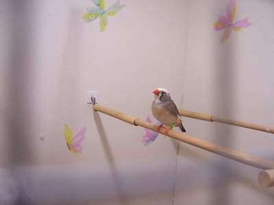 Paikea