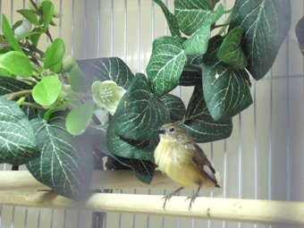 4-13 GB pied fledgling.jpg