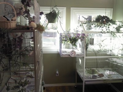 bird room.JPG