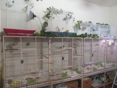 finchroomflightsA&B.jpg