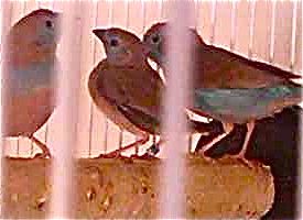 rccbfamilyhen,juvie,cock.jpg