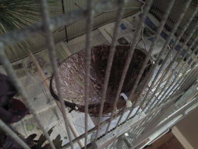 coco as perch.JPG