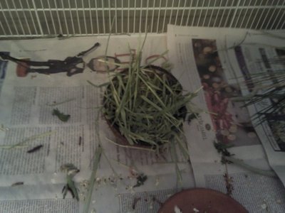 coco for hay.JPG