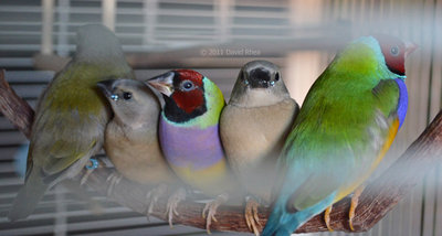 The foot color on the 1 chick roosting beside its dad is the same color as his dad's -- while the other 2 chicks have the same foot color as their mom.  Any significance to this at all?  (Sorry for the distortion -- my birds seem to have no fear of the camera, as long as it's kept OUTSIDE the cage! Fitting the lens perfectly between the bars is nearly impossible, but that's usually the only way I can get photos -- unless I want to show them in a panic. LOL)