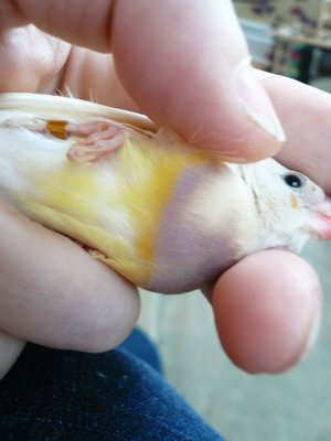 Fusion line yellow hen.jpg