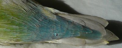 The covertail of his grandfather with pink ended feather...