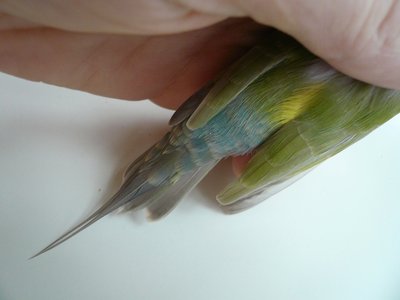 The molt completed!