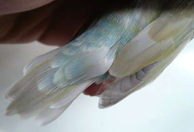 When molting...