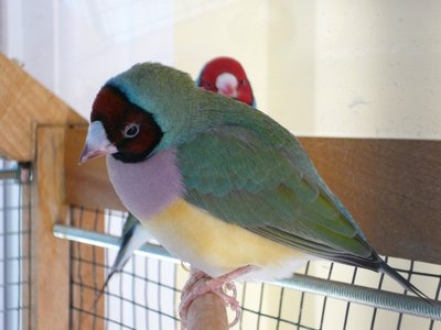 There is his mother... the daughter of my pink ended feather grandfather...