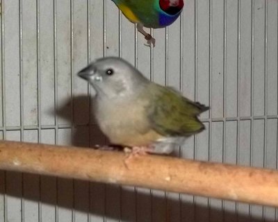 this one is perching the best