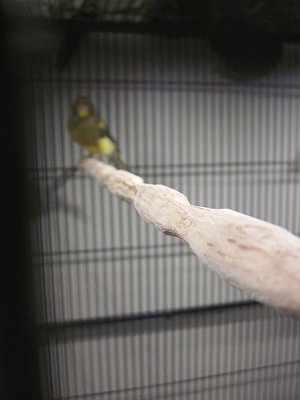 Oscar the canary, checking out his new perch