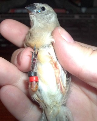 this one is doing the worst, even though his legs seemed the least traumatized