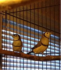 owl pair.PNG