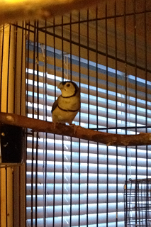 owl female.PNG