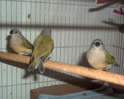 wasn't easy getting all 3 to stay still long enough for a pic!