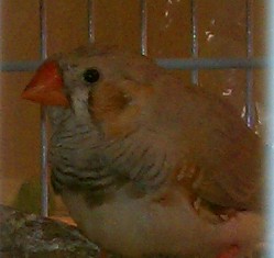 12-3 orange and black cheek.jpg