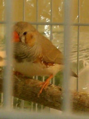 12-3 orange and black cheek 3.jpg