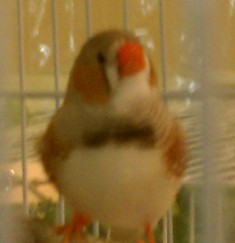 12-3 fawn male.jpg