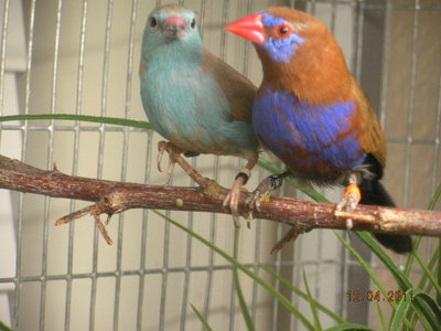 PG male and one BBCB male.