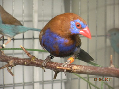 PG male.