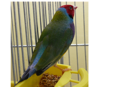&quot;&quot;orange&quot; neck and pink ended sus caudal...