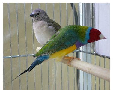 Bluer back and wings, light yellow belly.