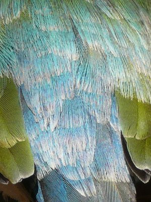 Sus caudals of Opaline VDM1c