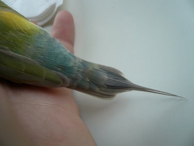 Opaline YF almost finishing his molt!