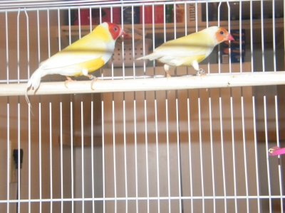 pair2.jpg