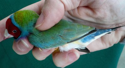 Opaline...