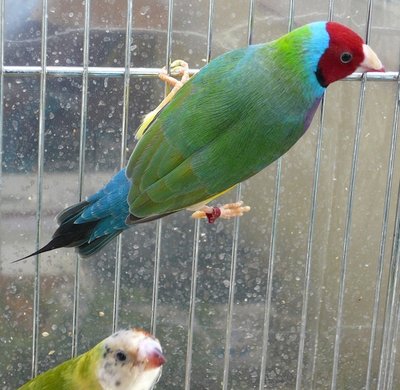 VDM2b and trace of purple on back and wings feathers