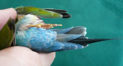 An other picture of covertail of VDM1c (Opaline)