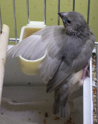 His back is maybe little purple...