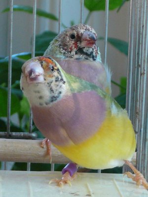 Her face...Red tip beak with orange-yellow white-black head... The hen behind Mosaïque have a &quot;Tangerine head&quot; actually...