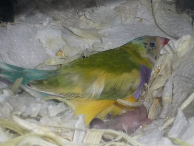 Mosaïque on her chicks...