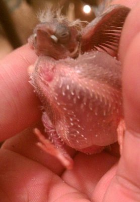 Poor thing.
